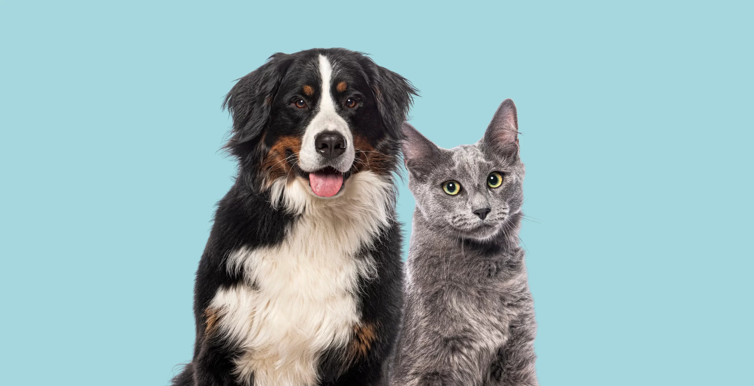 A dog and a cat sitting together, illustrating pet owners and pet dander in the home